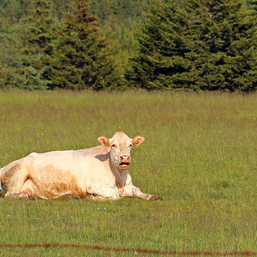 Cows have so many expressions in their facial repertoire. This one having that classic 'clueless' mug.