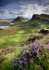 My Bonny Heather