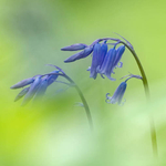 Beauty in Blue