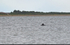 Bottlenose Dolphin
