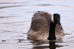 Goose