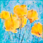 Poppies