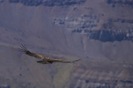 Andean Condor