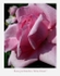 Rosa 'Mme Knorr' 2