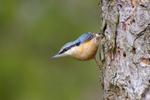 Nuthatch    ref 6464