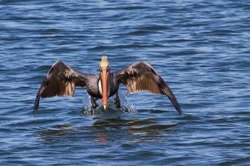  Pelicans _0005