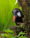 Montezuma Oropendola finds some food in a tree at Arenal