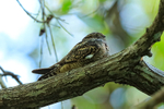 Lesser Nighthawk portfolio