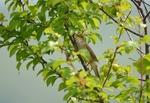 Marsh Warbler