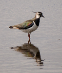 Lapwing