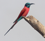 Northern Carmine Bee Eater