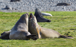 Young Elephant seals fighting Fortuna bay