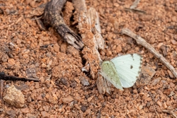 Butterfly African Small White