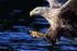 Sea Eagle, talons extended, close view - Flatanger, Norway