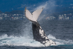Tail Slap belly-up. 0A3A0323