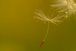 Dandelion Seeds