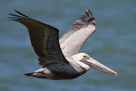 Brown Pelican