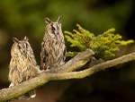 LONG EARED OWLS