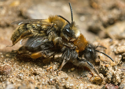[i]Andrena clarkella[/i] pair at a nesting site. Warwickshire, March 2014.