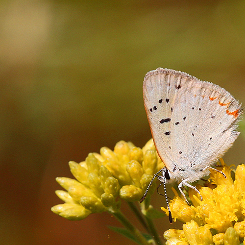 A Bog Copper butterfly.