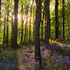Bluebells & Light
