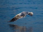 Black-headed Gull