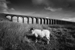 Ribblehead Viaduct 4