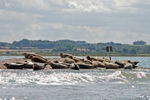 Common Seals