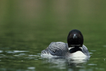 Common Loon head-on, Minnesota, USA