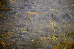 Frog spawn_0232