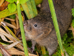 Water Vole