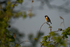 Stonechat - Hollesley Marshes