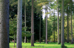 Westonbirt _WB007