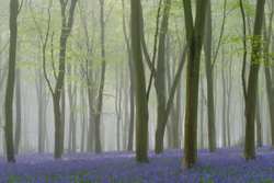 Bluebell mist IV