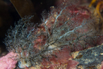 Pawsonia saxicola