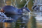 Otter,County Louth