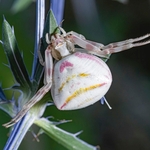 Crab spider (Thomisus onustus) ♀︎