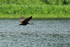 Limpkin flying, Rio Chagres, Panama