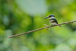 Green Kingfisher (female), Costa Rica