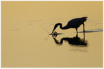 Little Egret Fishing at Sunrise 