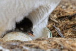 Gentoo Penguin chick by unhatched egg, Sea Lion Island, Falklands