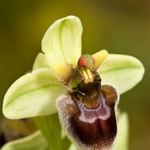Hybrid between sawfly and bumble-bee orchids (Ophrys tenthredinifera x O.bombyliflora = O. x sommieri)