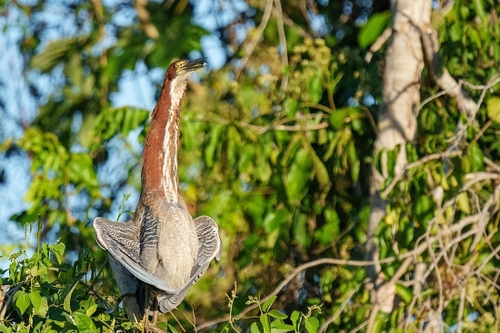 Doing something odd with it's wings - probably due to the heat!
