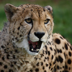 Cheetah