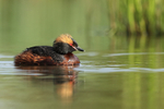 Slavonian Grebe, Lake Myvatn, Iceland