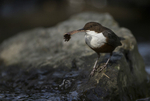 Dippers, North Wales