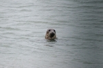 Atlantic Grey Seal