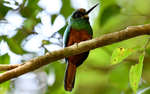 White-chinned Jacamar