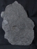 crd009 Pentacrinites dichotomus