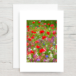 Poppies